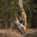 How Did Tigers Come to the Sundarbans?